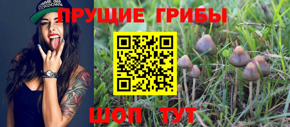 Галлюциногенные грибы Psilocybine cubensis Йошкар-Ола